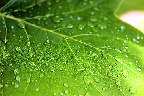 Leaves 1 Nature Print