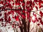 Leaves 11 Art Print