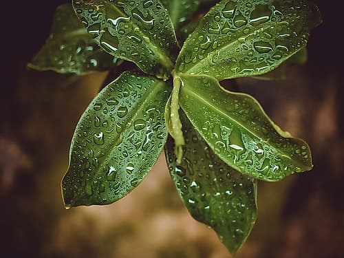 Leaves 12 Nature Print