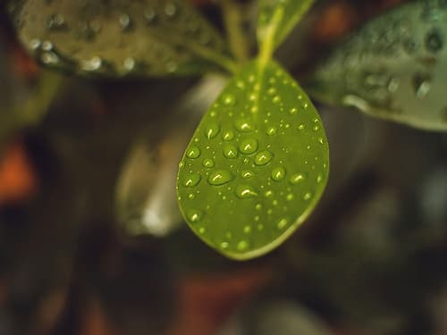 Leaves 13 Nature Print