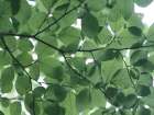 Leaves 14 Art Print