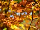 Leaves 15 Art Print