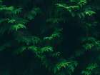 Leaves 16 Art Print