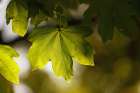 Leaves 5 Art Print