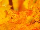 Leaves 6 Art Print