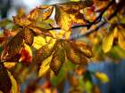 Leaves 7 Art Print