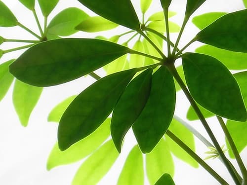 Leaves 9 Nature Print