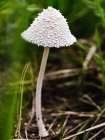 Mushroom 1 Art Print