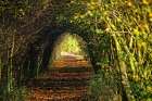 Pathway Art Print