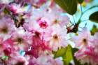Pink Blossoms Art Print