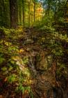 Pocket Wilderness 1 Art Print