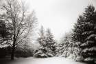 Snow Trees Art Print