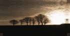 Solitary Trees Art Print