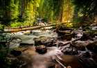 Stream 13 Art Print