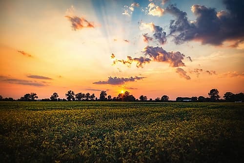 Tree Sunset 2 Landscape Print
