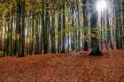 Trees 10 Art Print