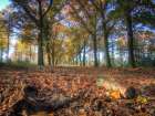 Trees 2 Art Print