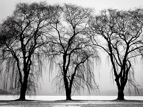 Trees 32 Landscape Print