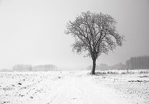 Trees 33 Landscape Print