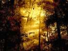 Trees 34 Art Print