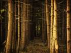 Trees 39 Art Print