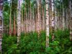 Trees 4 Art Print