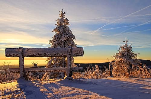 Trees And Bench 1 Landscape Print