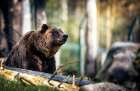 Wildlife 10 Art Print