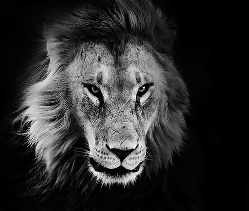 Wildlife 12 Landscape Print