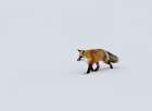 Wildlife 14 Art Print