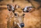 Wildlife 8 Art Print