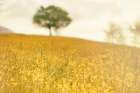 Yellow Meadow Art Print