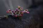 Macro Flower 26 Art Print