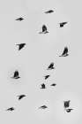 Bird 73 Minimalist Print