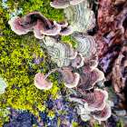 Lichen 1 Art Print