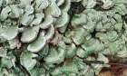Lichen 2 Art Print