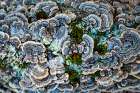 Lichen 3 Art Print