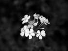 Macro Flower 37 Art Print