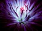 Macro Flower 38 Art Print