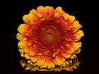 Macro Flower 41 Art Print