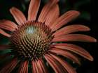 Macro Flower 42 Art Print