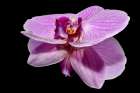 Macro Flower 43 Art Print