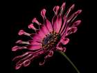 Macro Flower 44 Art Print
