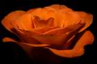 Macro Flower 46 Art Print