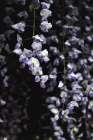 Macro Flower 47 Art Print