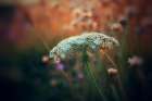 Macro Flower 49 Art Print