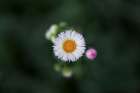 Macro Flower 50 Art Print