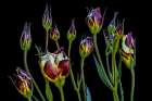 Macro Flower 52 Minimalist Print