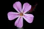 Macro Flower 53 Art Print