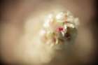 Macro Flower 54 Minimalist Print
